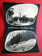 Großer Inselsberg - Tagesstempel V. Inselsberg Brotterode Rennsteig - Kühe - Thüringer Wald - Echt Foto - Thüringen 1962 - Tabarz