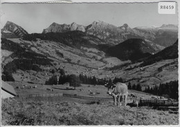 Sattelegg - Blick Ins Wägital - Kühe Vaches Cows - Sattel