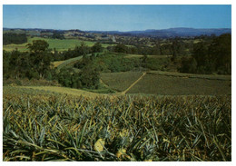 (PP 10) Australia - QLD - Nambour Pineapple Farm (W26A) - Sunshine Coast