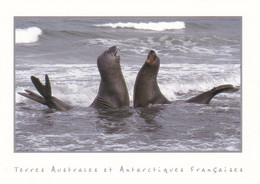 TERRES AUSTRALES ET ANTARCTIQUES FRANCAISES - Jeunes éléphants De Mer - TAAF : Franse Zuidpoolgewesten