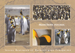 TERRES AUSTRALES ET ANTARCTIQUES FRANCAISES - Manchots Royaux - TAAF : Terres Australes Antarctiques Françaises