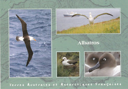 TERRES AUSTRALES ET ANTARCTIQUES FRANCAISES - Albatros - TAAF : Territori Francesi Meridionali