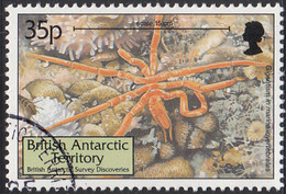 British Antarctic Territory 1999 Used Sc #282 35p Gigantism In Marine Invertebrates - Gebraucht