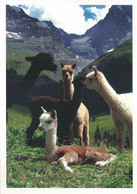 Aeschi B.Spiez - Alpacas Of Switzerland         Ca. 2010 - Aeschi Bei Spiez