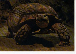 Testudo Sulcata Afrique, Tortue, Paris Aquarium  Tropical Musee Arts Africains Et Oceaniens - Schildkröten