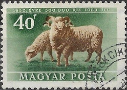 HUNGARY 1951 Livestock Expansion Plan - 40fi - Ewe And Lamb FU - Gebruikt