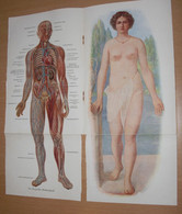 ALBUM Der Anatomisch-zerlegbaren Modelle Des … Sehr Schöne Lithographische Bilder, Auf Mehreren Ebenen Ausklappbare ... - Gezondheid & Medicijnen