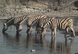 ZEBRES - Etosha - Namibie - Zebra's