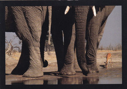 BOTSWANA - Eléphants Et Impala - Botsuana