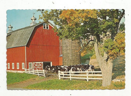 JC , G, Cp, Agriculture , Ferme , élevage , Vaches , Etats Unis , Greetings From STAMFORD , NEW YORK , Milking Time - Farms