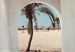 A4820- Ouargla City Palm Tree, Partial View Algeria Africa Postcard - Ouargla