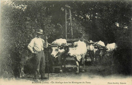 Roanne * Un Attelage De Boeufs Dans Les Montagnes Du Forez * Paysan Type Du Pays - Roanne