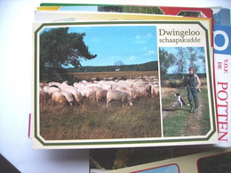 Nederland Holland Pays Bas Dwingeloo Met Schaapskudde En Herder Met Hond - Dwingeloo