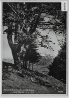 Blick Vom Buchserberg Zum Alpstein - Buchs