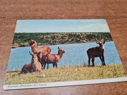Postcard - Zambia    (V 35595) - Zambie