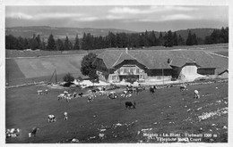 Montoz La Bluai Tiefmatt - Reconvilier - Troupeau De Vaches - Reconvilier