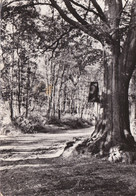 Hautes-Fagnes - Croix Dans La Forêt - Kreuz Im Walde - Jalhay