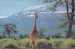 Giraffa, Cartolina Valtur 1984 - Girafes