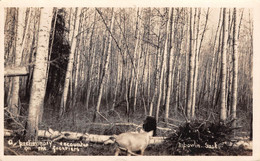 Canada - NIPAWIN, A Preliminary Encounter On The Frontiers, Pig In The Forest . Real Photo, 1936 - Altri & Non Classificati