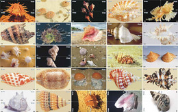 S05086 China Phone Cards Shell Puzzle 100pcs - Fische