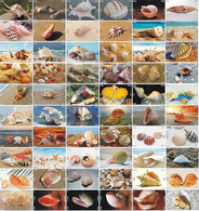 S05097 China Phone Cards Shell Puzzle 240pcs - Poissons
