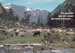 A5226- Montagnes, Des Moutons, L'ete, Nature, Houtland Lille Brugge Postcard - Lille