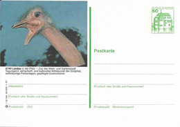 ALLEMAGNE DEUTSCHLAND OISEAU BIRD VOGEL STRAUSS STRUTHIO CAMELUS AUTRUCHE LANDAU ZOO GASTRONOMIE I13/194 P134 1981 PFALZ - Ostriches