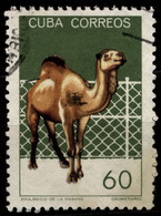 Cuba 1964 Mi 964 Dromedary - Used Stamps