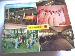 Nederland Holland Pays Bas Flevoland De Flevohof Met Varkens En Geiten - Altri & Non Classificati