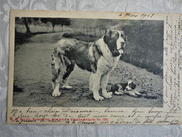 CPA Chienne St Bernard Et Son Chiot - M.H. Bayerle, München - 1902 - DND - Hunde