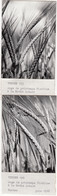 La Mothe-Achard 85 - Agriculture Culture Orge - 2 Photographies 1962 - La Mothe Achard