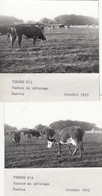 La Mothe-Achard 85 - Vaches Pâturage Château Ecole Agriculture ND De La Forêt - 2 Photographies 1965 - La Mothe Achard