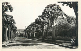 CPSM FRANCE 78 "Le Chesnay, L'avenue De Rocquencourt" - Le Chesnay