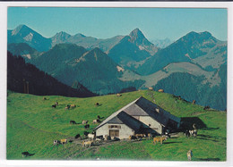 Charmey, Vounetz, Chalet D'alpage Avec Vaches, Panorama, Format 10 X 15 - Charmey