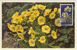 San Marino 1958.12.12 Sc 395 Flowers 1953  Maximum Card - Brieven En Documenten