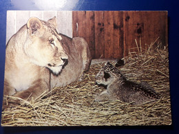 ZOO DE LA PALMYRE ROYAN LION AVEC SON LIONCEAU - Lions