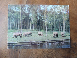 Carte Postale : Rhinocéros Blancs  Au   PARC ANIMALIER De SAINT-VRAIN (Essonne ) - Rinoceronte