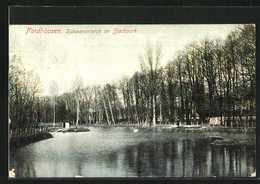 AK Nordhausen, Schwanenteich Im Stadtpark - Nordhausen