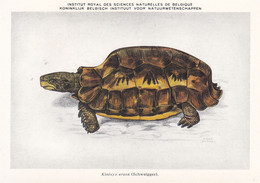 KINIXYS EROSA - BATRACIENS & REPTILES Du CONGO BELGE - C.P. N°4/ Institut Royal - Illustrateur; H. DUPOND - T.B. ETAT - Turtles