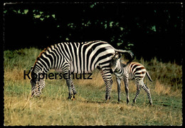 ÄLTERE POSTKARTE ZEBRAS GRASENDES ZEBRA MIT JUNGTIER MUTTER MIT NACHWUCHS Cub Young Animal Postcard AK Cpa Ansichtskarte - Zebra's