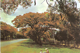 FLAMBOYANT TREES LINE THE STREETS, RHODESIA. Circa 1974  USED POSTCARD Qw1 - Zimbabwe