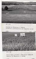 Flamarens 81 Lavaur - Agriculture Blé Désherbage - Domaine De Flamarens - 4 Photographies 1968 - Lavaur