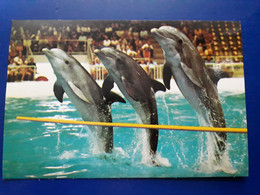 DAUPHIN DOLPHINARIUM VTB HARDERWIJK - Dauphins