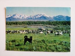 MONGOLIA...VINTAGE  POSTCARD..A SHEEP DOG - Mongolia