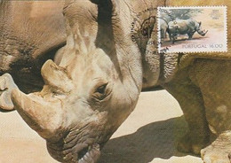 Portugal & Maximum Card, 100 Years Of The Lisbon Zoological Garden, White Rhinoceros, Ceratotherium, Lisbon 1984 (48) - Rinoceronte