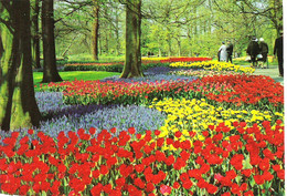 HOLLAND IN BLOOM, HOLLAND. UNUSED POSTCARD Z7 - Lisse