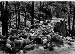 Forêt De La Restonica * Un Troupeau De Mouton * Scène Typique * Haute Corse 2B - Autres & Non Classés