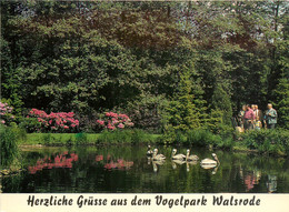 CPSM Vogelpark-Walsrode-Pelikanweiher     L625 - Walsrode