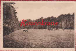 Zoersel Kempens Landschap Weide Boer Met Koeien Geanimeerd Antwerpse Kempen (In Zeer Goede Staat) - Zörsel