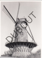 RUISELEDE Molen / Moulin - Originele Foto Jaren '70 (Q100) - Ruiselede